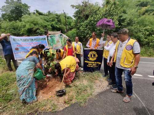 Mega plantation program by LCBr Diamond
